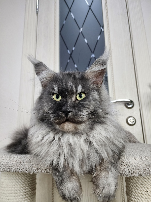 Karakum Floyd - Adult maine-coon 3.5 years 3.5 weeks