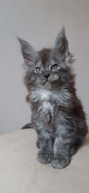 Karakum Floyd - Kitten maine-coon 2 months