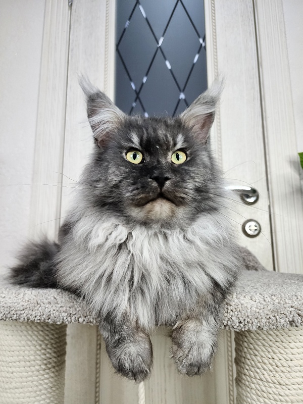 Karakum Floyd - Adult maine-coon 3.5 years 3.5 weeks