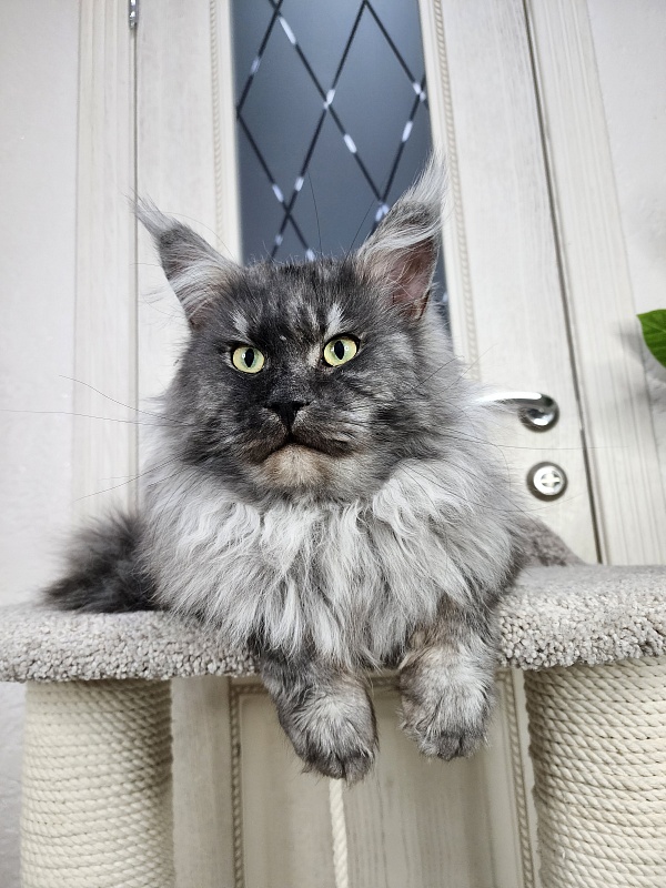 Karakum Floyd - Adult maine-coon 3.5 years 3.5 weeks