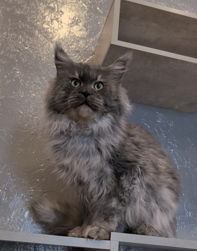 Karakum Floyd - Adult maine-coon 5.5 years 1.5 week