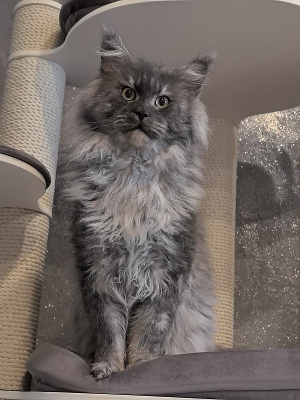 Karakum Floyd - Adult maine-coon 5.5 years 1.5 week