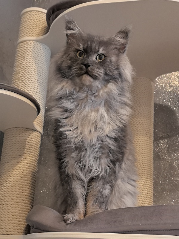Karakum Floyd - Adult maine-coon 5.5 years 1.5 week
