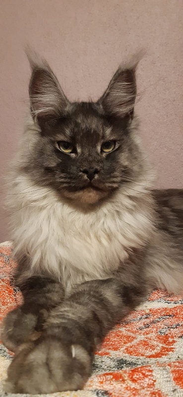 Karakum Floyd - Adult maine-coon 10 months