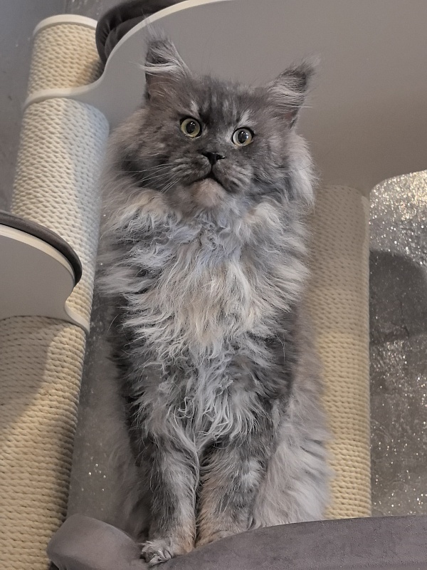 Karakum Floyd - Adult maine-coon 5.5 years 1.5 week