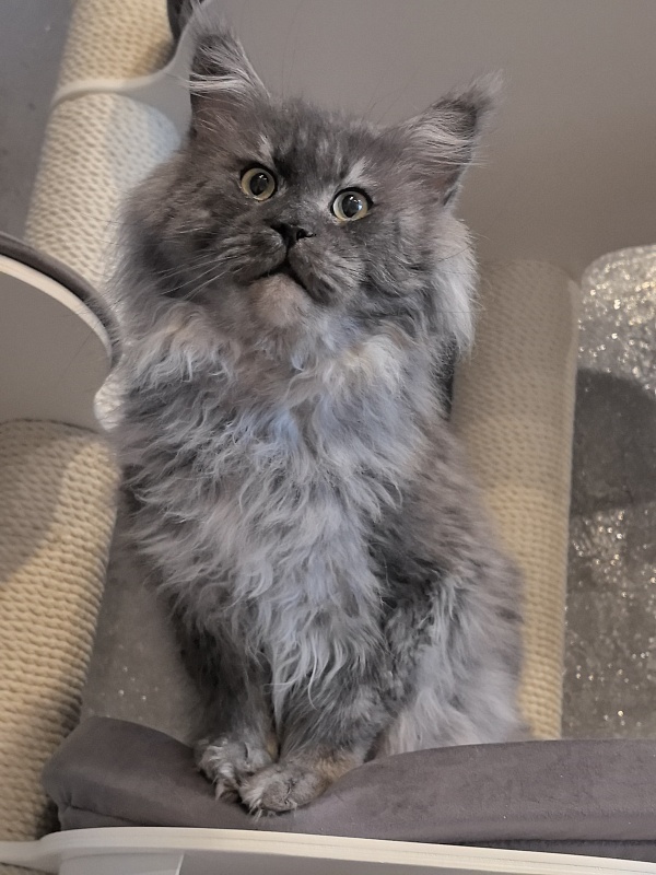 Karakum Floyd - Adult maine-coon 5.5 years 1.5 week