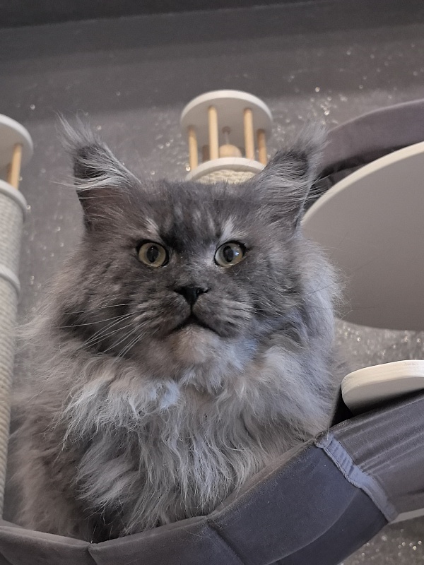 Karakum Floyd - Adult maine-coon 5.5 years 1.5 week