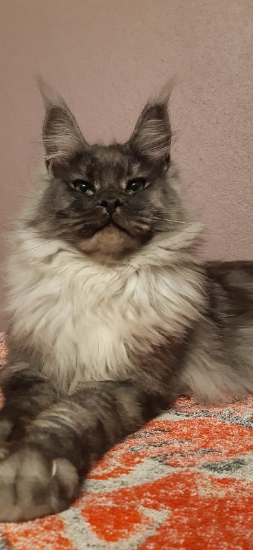 Karakum Floyd - Adult maine-coon 10 months