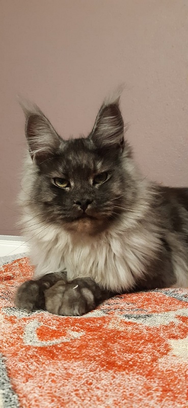 Karakum Floyd - Adult maine-coon 10 months