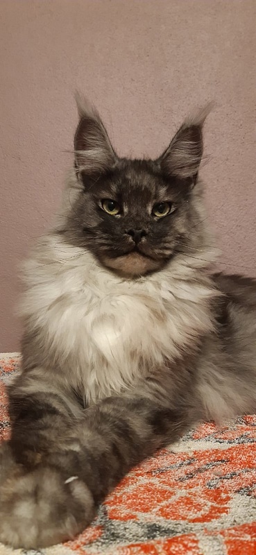 Karakum Floyd - Adult maine-coon 10 months