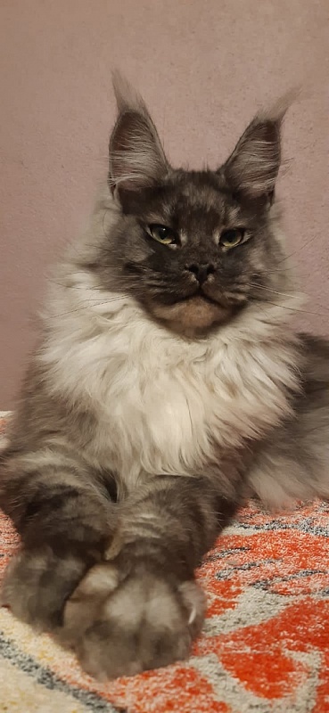 Karakum Floyd - Adult maine-coon 10 months