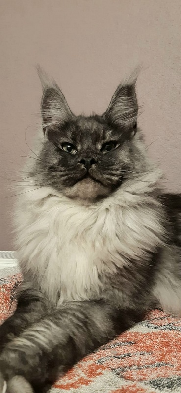 Karakum Floyd - Adult maine-coon 10 months