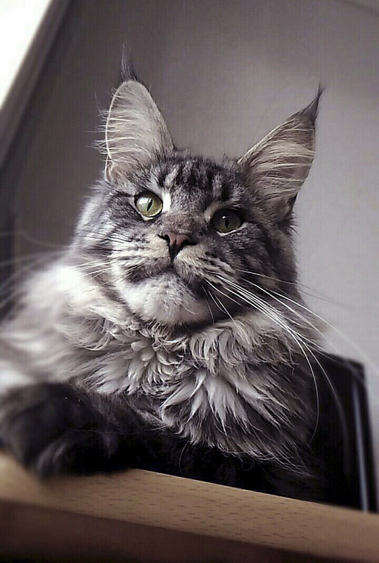 Wildbeautycoon's Zeybelle - maine-coon