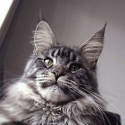 Wildbeautycoon's Zeybelle