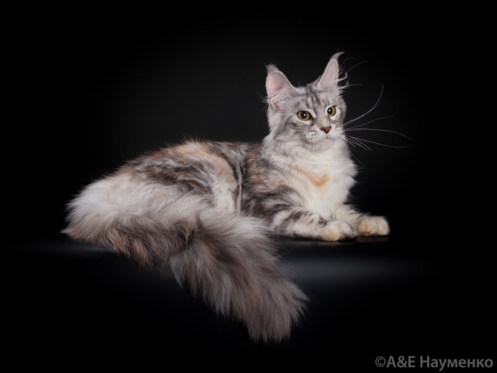 StarArk Teoriya - maine-coon