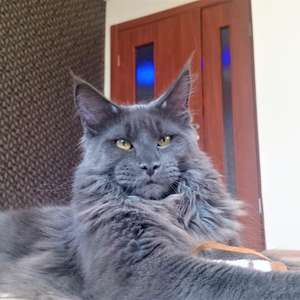 Fridmancat's Korolek - maine-coon