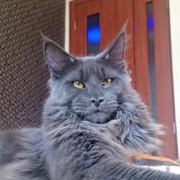 Fridmancat's Korolek