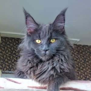 Fridmancat's Jitta - maine-coon