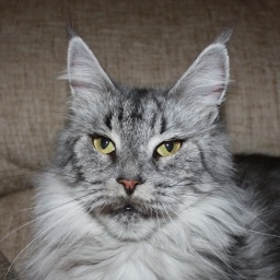 Mainefield's All About Eve