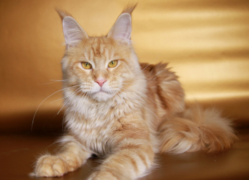 StarArk Kronus - maine-coon