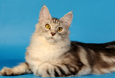 StarArk Larena - maine-coon