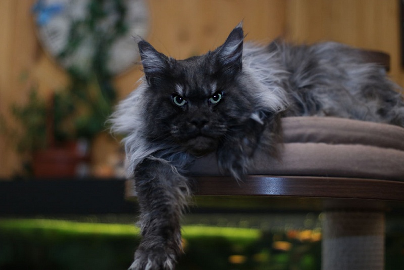 Wildbeautycoon's Renaldo - maine-coon 01/11/2019