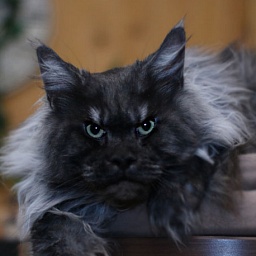 Wildbeautycoon's Renaldo