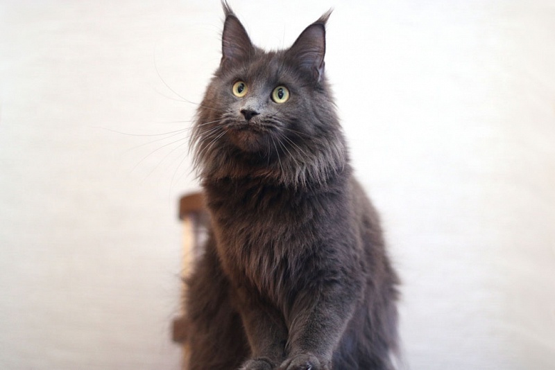 Arcadia - maine-coon 02/20/2018