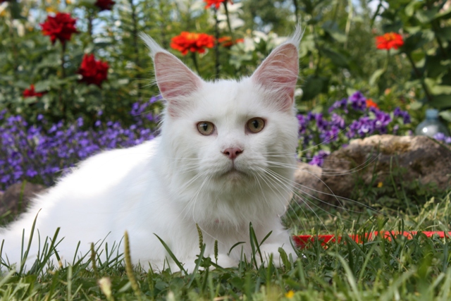 Salexcoon Moonlight - мейн-кун 02.10.2010