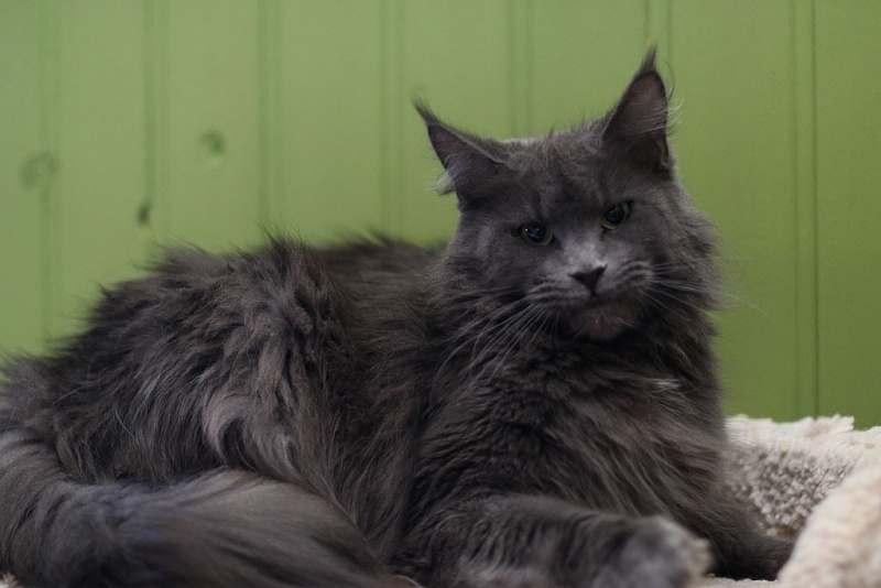 Mynicecat Betty - мейн-кун 11.04.2020