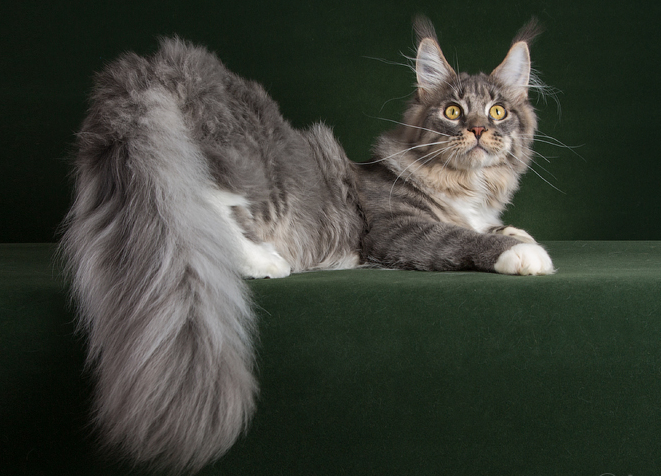 StarArk Sheyh - maine-coon