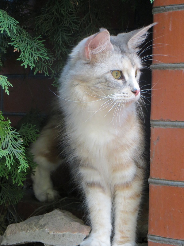 Phoenixcoon Coco Chanel - maine-coon 08/04/2014