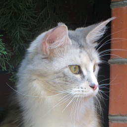 Phoenixcoon Coco Chanel