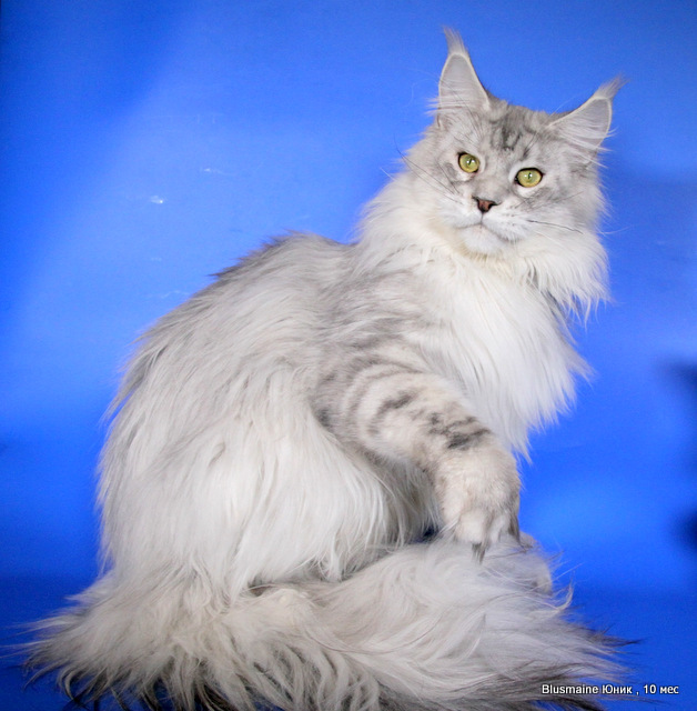 Bluesmaine Unique - maine-coon 01/18/2016