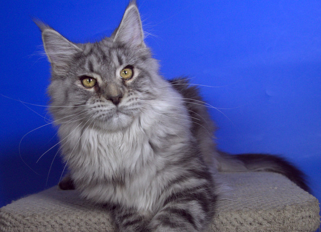 StarArk Eseniya - мейн-кун