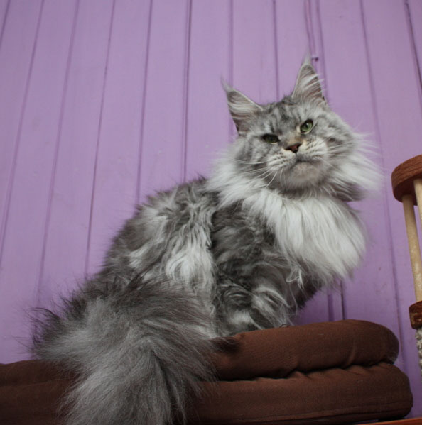 Wildbeautycoon's Party - мейн-кун 01.03.2018