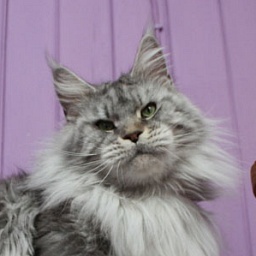 Wildbeautycoon's Party