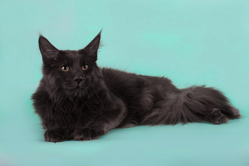 Flibert Shaggy Angel - мейн-кун