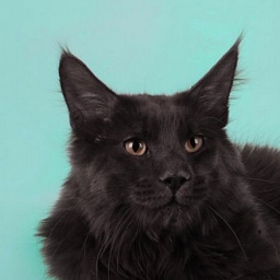 Flibert Shaggy Angel