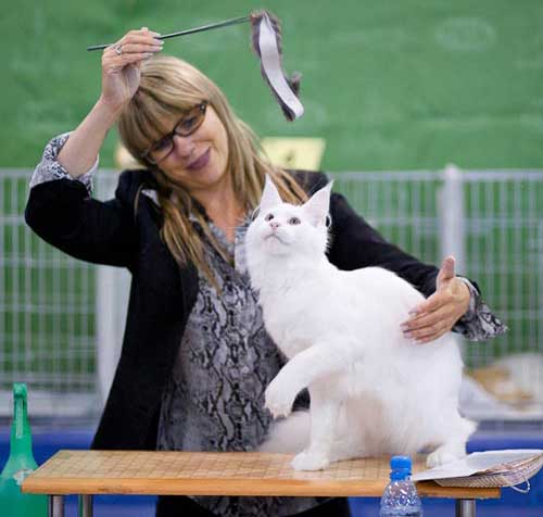 Salexcoon Denver - maine-coon