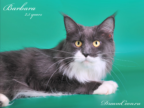 Salexcoon Barbara - мейн-кун