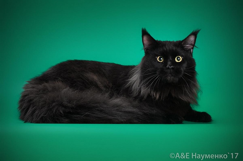 Academy's Elister - мейн-кун