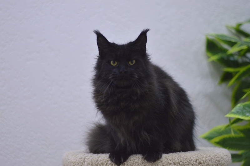 Karakum Ink - Adult maine-coon 10 months 1.5 week