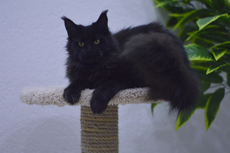 Karakum Ink - Adult maine-coon 10 months 1.5 week