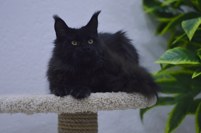 Karakum Ink - Adult maine-coon 10 months 1.5 week