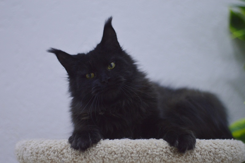 Karakum Ink - Adult maine-coon 10 months 1.5 week