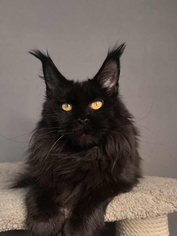 Karakum Ink - Adult maine-coon 4 years 8 months 3 weeks