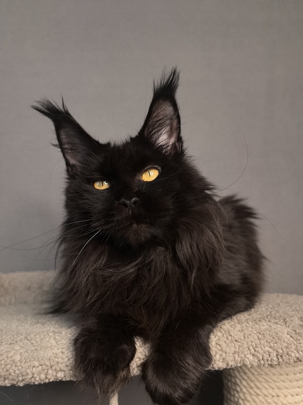 Karakum Ink - Adult maine-coon 4 years 8 months 3 weeks
