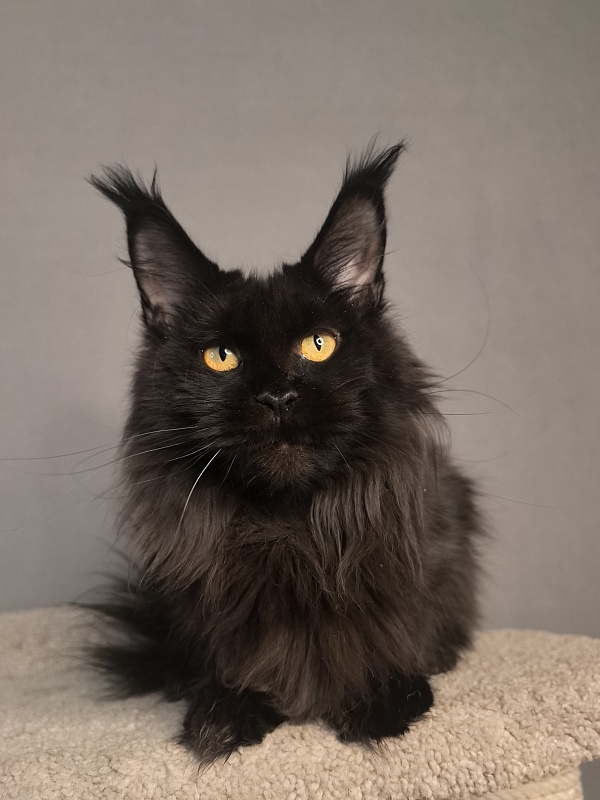 Karakum Ink - Adult maine-coon 4 years 8 months 3 weeks