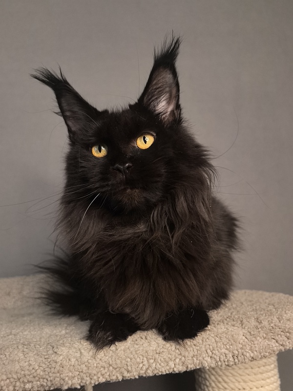 Karakum Ink - Adult maine-coon 4 years 8 months 3 weeks